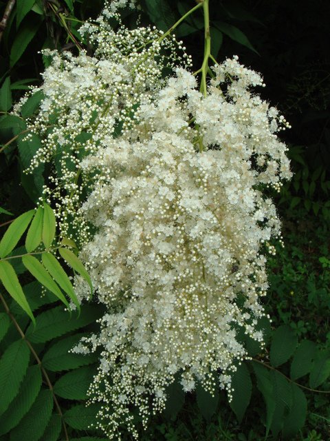 Sorbaria tomentosa fleur P1E
